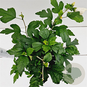 Hibiscus syr. 'Totus Albus' 40-50 cm 3,0L