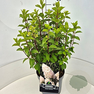 Hydrangea pan. 'Silver Dollar' 40-50 cm 10L