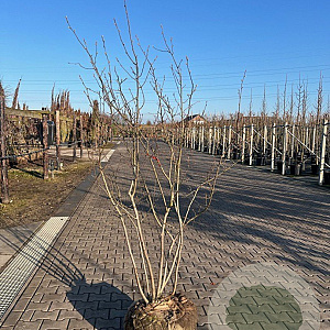 Amelanchier lamarckii 175-200 cm draadkluit meerstammig