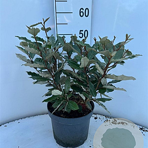 Elaeagnus ebb. 'Compacta' 40-60 cm 5,0L