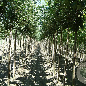 Prunus a. 'Landscape Bloom' 12-14 HO draadkluit