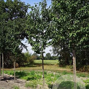 Prunus a. 'Landscape Bloom' 14-16 HO draadkluit