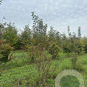 Malus 'Red Sentinel' 200-250 cm draadkluit meerstammig