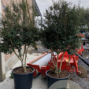 Osmanthus burkwoodii 175-200 cm container meerstammig