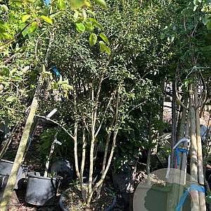 Osmanthus burkwoodii 175-200 cm container meerstammig