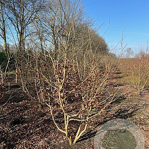 Parrotia persica 200-250 cm draadkluit meerstammig