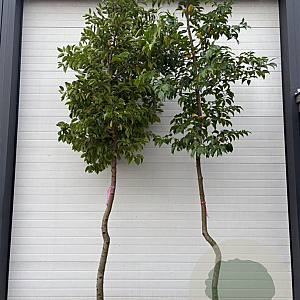Prunus lusitanica Tico 225-250 cm draadkluit solitair