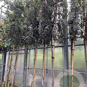 Quercus ilex 12-14 HO container 200 cm stam lei 150x150