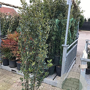 Quercus ilex 130-160 cm  30L