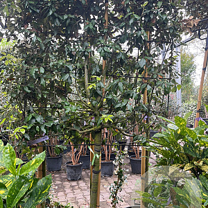 Quercus ilex 80-90 HA container