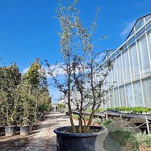 Quercus suber 250-300 cm container meerstammig