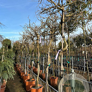 Wisteria sinensis 180 cm stam 35L