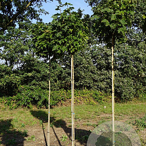 Acer plat. 'Globosum' 8-10 HO wortelgoed 225 cm stam