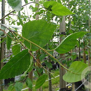 Betula utilis 'Doorenbos' 12-14 HO container