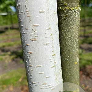 Betula utilis 'Doorenbos' 12-14 HO container