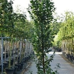 Carpinus bet. 'Lucas' 8-10 HO container geveerd