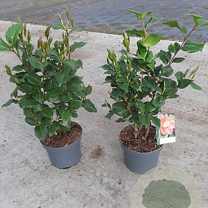 Camellia j. 'Dr King' 40-50 cm 5,0L