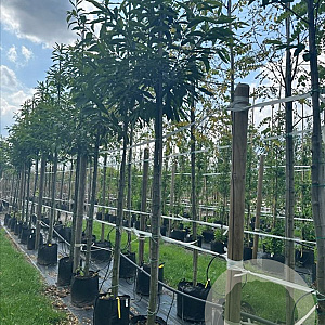 Castanea sativa 12-14 HO container