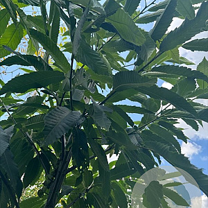 Castanea sativa 12-14 HO container