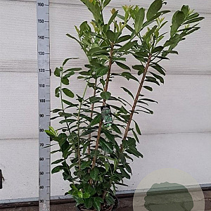 Prunus l. 'Novita' 150-175 cm 15L