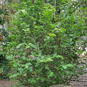 Parrotia persica 175-200 cm container meerstammig
