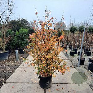 Parrotia persica 175-200 cm container meerstammig