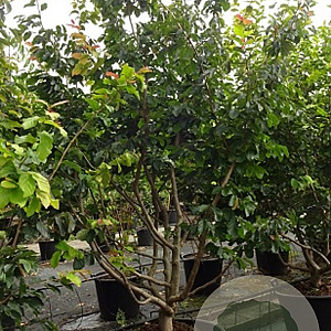 Parrotia persica 200-250 cm container meerstammig extra