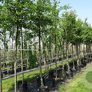 Prunus 'Accolade' 12-14 HO container