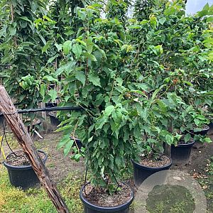 Prunus avium 200-250 cm container meerstammig extra