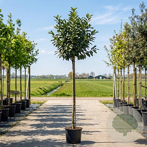 Prunus l. Etna 120 cm stam container
