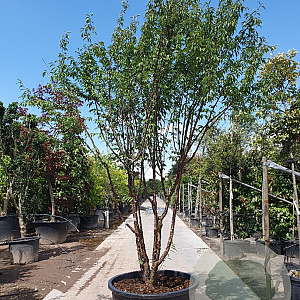 Prunus serrula 250-300 cm container meerstammig