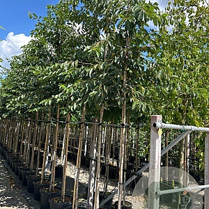 Prunus yedoensis 12-14 HO container