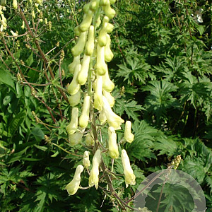 Aconitum vulparia GM zaad KG