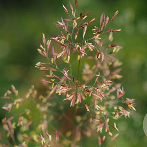 Agrostis capillaris GM zaad 100 gram