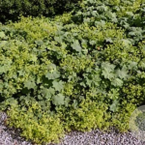 Alchemilla xanthochlora GM zaad KG