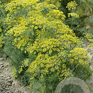 Anethum graveolens GM zaad KG