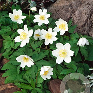 Anemone nemerosa GM zaad 100 gram