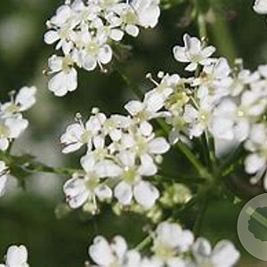 Anthriscus sylvestris GM zaad KG