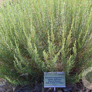 Artemisia campestris GM zaad 100 gram