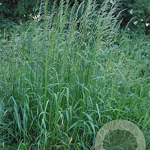 Arrhenatherum elatius GM zaad 100 gram