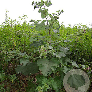 Arctium lappa GM zaad 100 gram