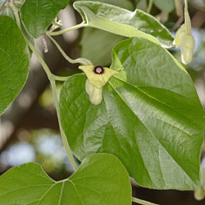 Aristolochia tomentosa GM zaad 100 gram