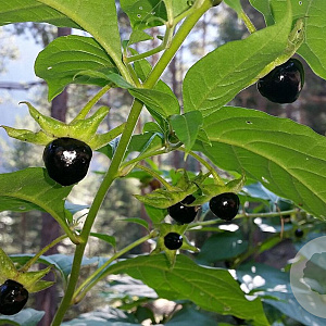 Atropa belladonna GM zaad 100 gram