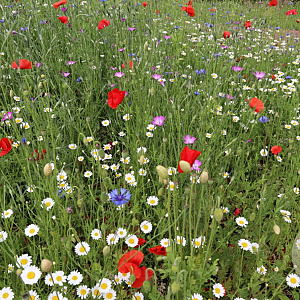bloemengazonmengsel BM-10 GM zaad vanaf 10KG