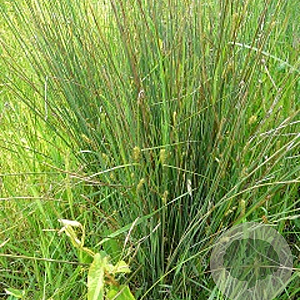 Carex hirta GM zaad KG