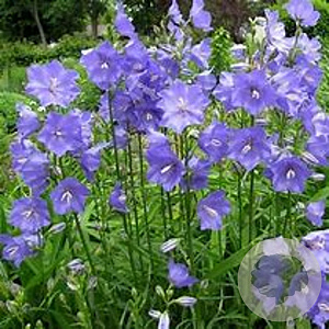 Campanula persicifolia GM zaad KG