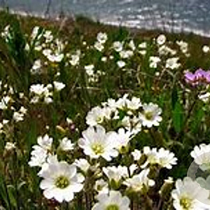 Cerastium arvense GM zaad 100 gram