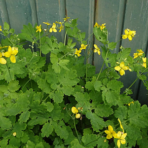 Chelidonium majus GM zaad KG