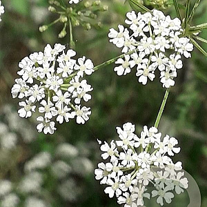 Conium maculatum GM zaad KG