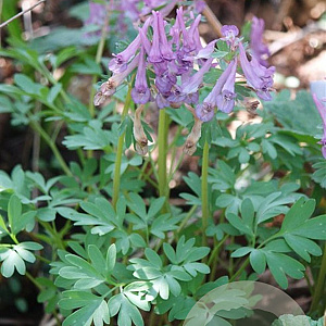 Corydalis solida GM zaad KG